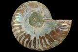 Agatized Ammonite Fossil (Half) - Pyrite Replacement #111516-1